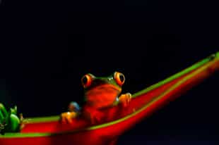 Experience Pacaya Samiria on a night excursion