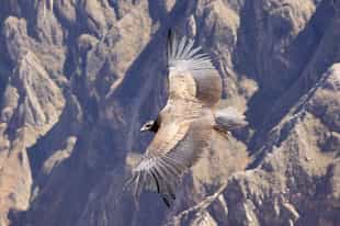 Spot condors in the Colca Canyon, Arequipa