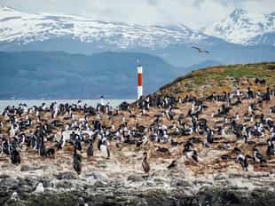 Spot Patagonian wildlife in Ushuaia