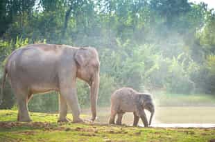 Visit an elephant sanctuary in Chiang Mai