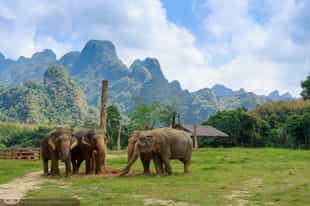Visit the Khao Sok Elephant Sanctuary