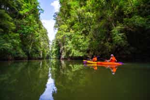 Kayak through the mangrove forests of Phuket
