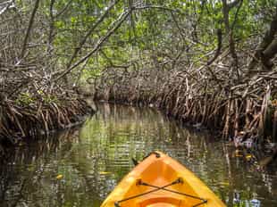 Kayak through the mangrove forests of Krabi