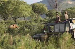 Track wildlife on a game drive in Matthew's Range