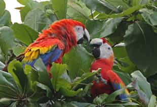 Head into a twitchers paradise in San Jose