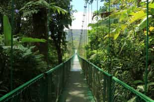 Explore the hanging bridges of Monteverde forest