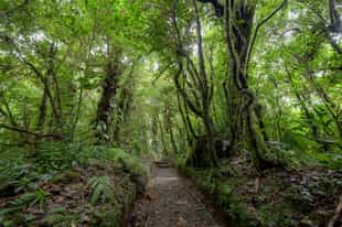 Hike through the Cloud Forest of Monteverde