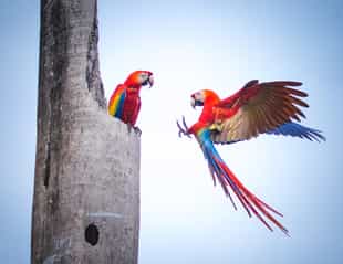 Head into a twitchers paradise in Corcovado
