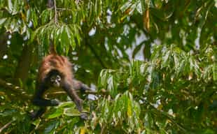 Visit Corcovado National Park's rich biodiversity