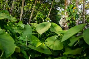 Visit the Kekoldi Indigenous Reserve