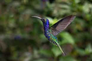Head into a twitchers paradise in the Cloud Forest