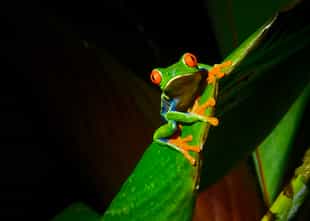 Take a twilight tour through Corcovado rainforest