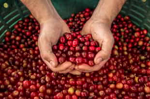 Become a coffee expert on a San Jose farm tour