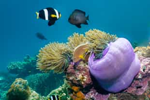 Scuba dive among the coral reefs in Koh Samui