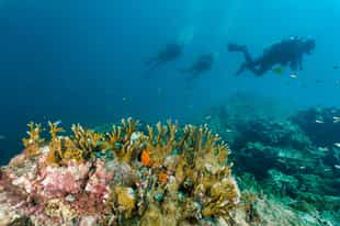 Scuba dive among the coral reefs in Koh Yao Noi