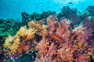 Scuba dive among the coral reefs in Khao Lak