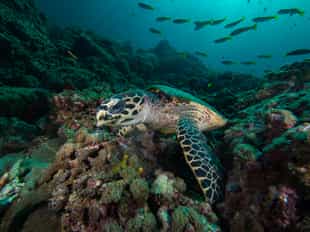 Scuba dive among the coral reefs in Koh Lanta