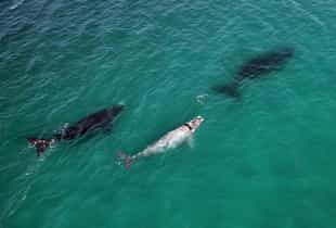 Spot whales on a boat cruise in the Overberg