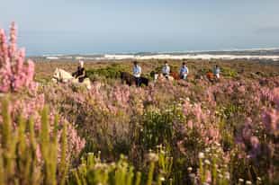 Horseback ride across hills of fynbos in Overberg