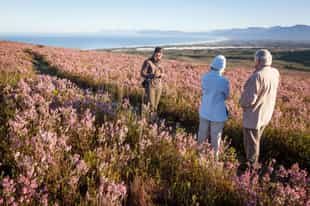 Learn about the Cape Floral Kingdom