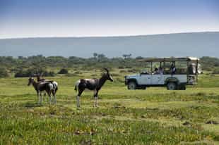 Discover wildlife on a nature drive in De Hoop