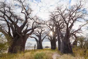 Stand beneath Makgadikgadi's great Baines baobabs