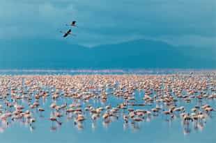 Take a game drive in Lake Manyara National Park 