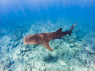 Join a marine biologist on a whale shark trip