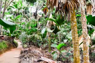 Hike in the forest of Vallée de Mai, Seychelles