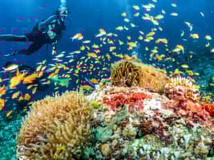 Spot marine life while diving in the Maldives