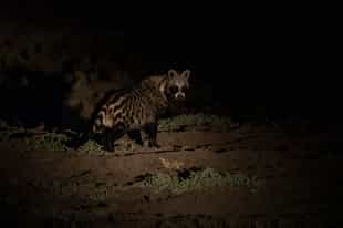 Spot wildlife on a night game drive in Zakouma