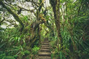 Go on a hike through the jungle of Reunion Island 