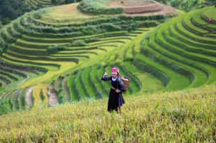 Take a tour of the rice paddies in Sapa