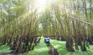 Explore the mangrove forest of the Mekong Delta