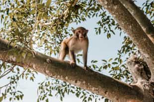 Visit the residents of Monkey Island in Nah Trang