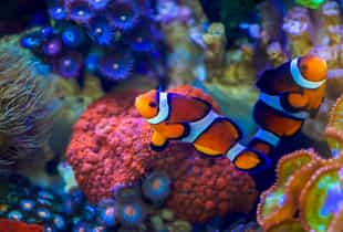 Scuba dive among the coral reefs in Con Dao Island
