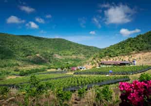 Visit the local pepper plantations of Kampot, Kep