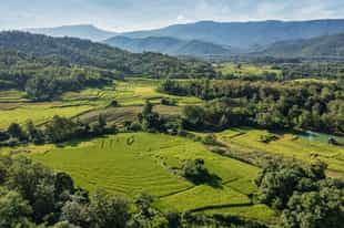 Learn about Laotian rice farming in Luang Prabang 