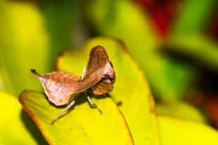 Keep your eyes peeled in Peyrieras Reserve