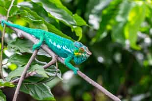 Spot wildlife in Lokobe Reserve, Nosy Be