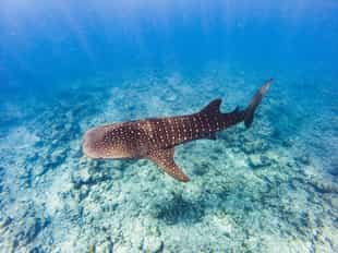 Go on a whale shark excursion in Nosy Be
