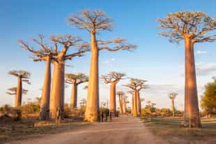 Walk beneath the Avenue of the Baobabs, Kirindy