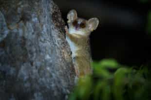 Keep your eyes peeled on a night hike in Kirindy