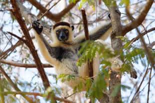 Go on a guided tour of Kirindy Forest Reserve