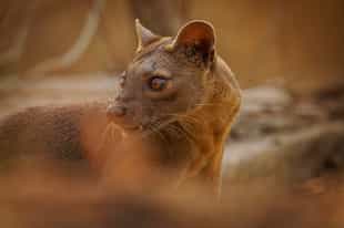 Search for the rare fossa in Kirindy Forest