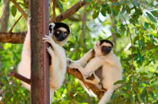 Explore the gallery forest in Berenty Reserve