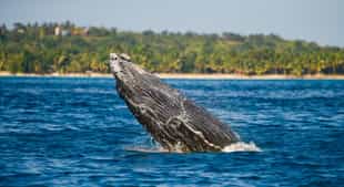 Spot whales on a boat cruise in Nosy Boraha