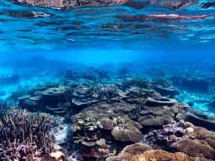 Snorkel amongst the shoals in Ifaty