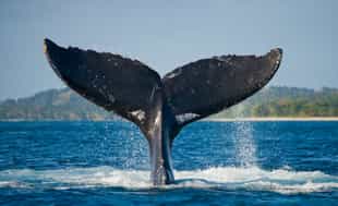 Take a boat cruise out to spot the whales in Ifaty
