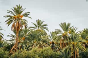Pedal through the palm trees at Palmeraie